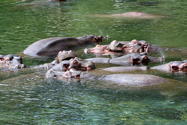 Nijlpaarden Mzima Springs